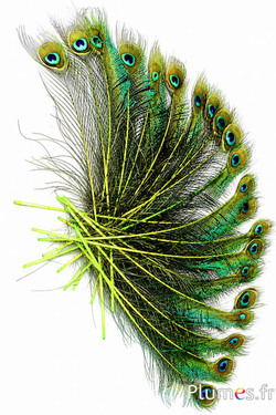 Pavone blu spada - 25-35 cm - lime